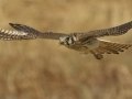 American Kestrel