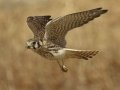 American Kestrel