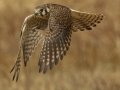American Kestrel