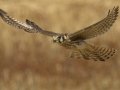 American Kestrel