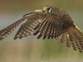 American Kestrel