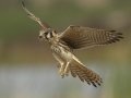 American Kestrel