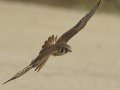 American Kestrel