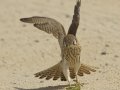 American Kestrel