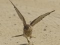 American Kestrel