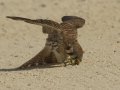 American Kestrel