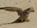 American Kestrel