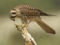 American Kestrel