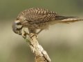 American Kestrel