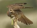 American Kestrel
