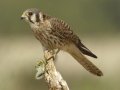 American Kestrel
