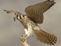 American Kestrel