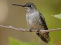 Anna's Hummingbird