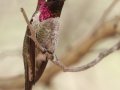 Anna's Hummingbird