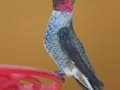 Anna's Hummingbird