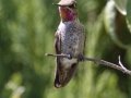 Anna's Hummingbird