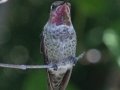 Anna's Hummingbird