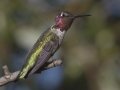Anna's Hummingbird