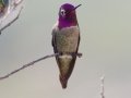 Anna's Hummingbird
