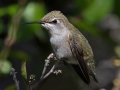 Anna's Hummingbird