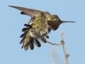 Anna's Hummingbird