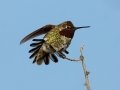 Anna's Hummingbird