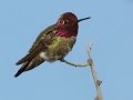 Anna's Hummingbird