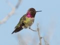 Anna's Hummingbird