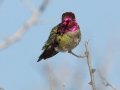 Anna's Hummingbird
