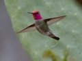 Anna's Hummingbird