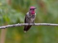 Anna's Hummingbird