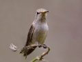 Anna's Hummingbird