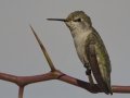 Anna's Hummingbird
