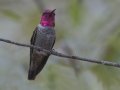 Anna's Hummingbird