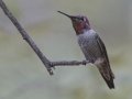 Anna's Hummingbird