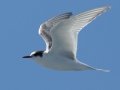 Arctic Tern