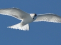 Arctic Tern