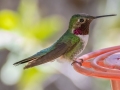 Broad-tailed Hummingbird - 	Miller Canyon - Beatty's Guest Ranch, Cochise County, Arizona - May 11, 2023