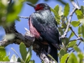Lewis's Woodpecker - Madera Canyon--Santa Rita Lodge, Santa Cruz County, Arizona - May 6, 2023