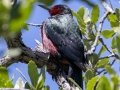 Lewis's Woodpecker - Madera Canyon--Santa Rita Lodge, Santa Cruz County, Arizona - May 6, 2023
