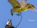 Thick-billed Kingbirds - 	Portal--Cathedral Rock Rd at Creek Rd, Cochise County, Arizona - May 10, 2023