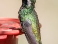 White-eared Hummingbird - 	Miller Canyon - Beatty's Guest Ranch, Cochise County, Arizona - May 11, 2023