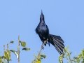 Great-tailed Grackle - 3160 Arizona 83, Sonoita, Arizona, US (31.679, -110.656) - Santa Cruz County, Arizona, May 6, 2023