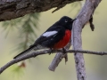 Painted Redstart - Miller Canyon Trail, Cochise County, Arizona - May 3, 2023