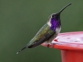 Lucifer Hummingbird -  Battiste's Bird Garden, Cochise County, Arizona - May 9, 2023