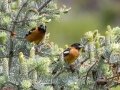 Black-headed Grosbeaks - Miller Canyon Trail, Cochise County, Arizona - May 3, 2023