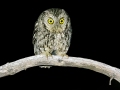 Whiskered Screech-Owl - Miller Canyon Trail, Cochise County, Arizona - May 7, 2023