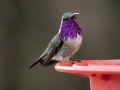 Lucifer Hummingbird -  Battiste's Bird Garden, Cochise County, Arizona - May 9, 2023