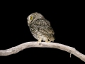 Whiskered Screech-Owl - Miller Canyon Trail, Cochise County, Arizona - May 7, 2023