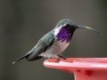 Lucifer Hummingbird -  Battiste's Bird Garden, Cochise County, Arizona - May 9, 2023